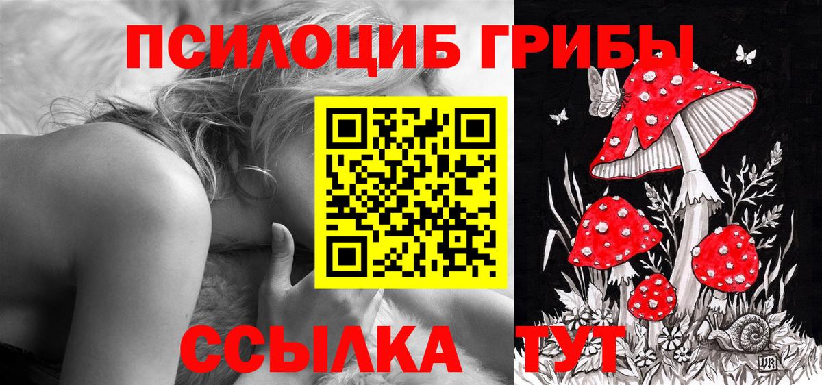 Курчатов  Псилоцибиновые грибы Psilocybine cubensis  Вход с VPN 